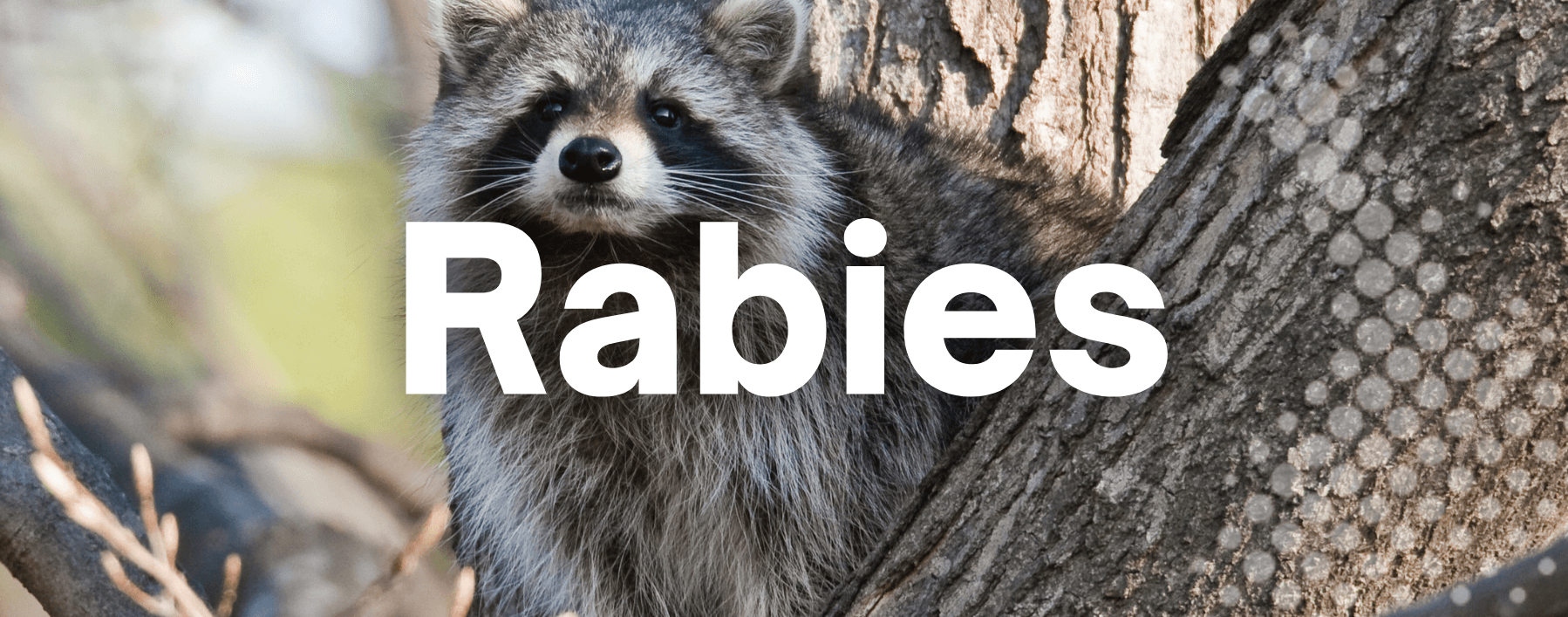 Rabies
